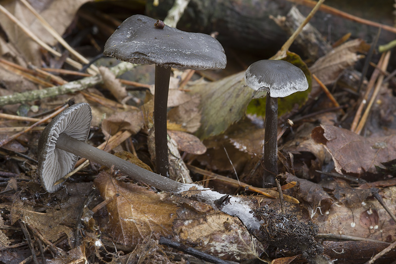 Tephrocybe rancida